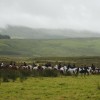 ROM - Horses  at Lochside Farm