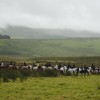 ROM - Horses  at Lochside Farm